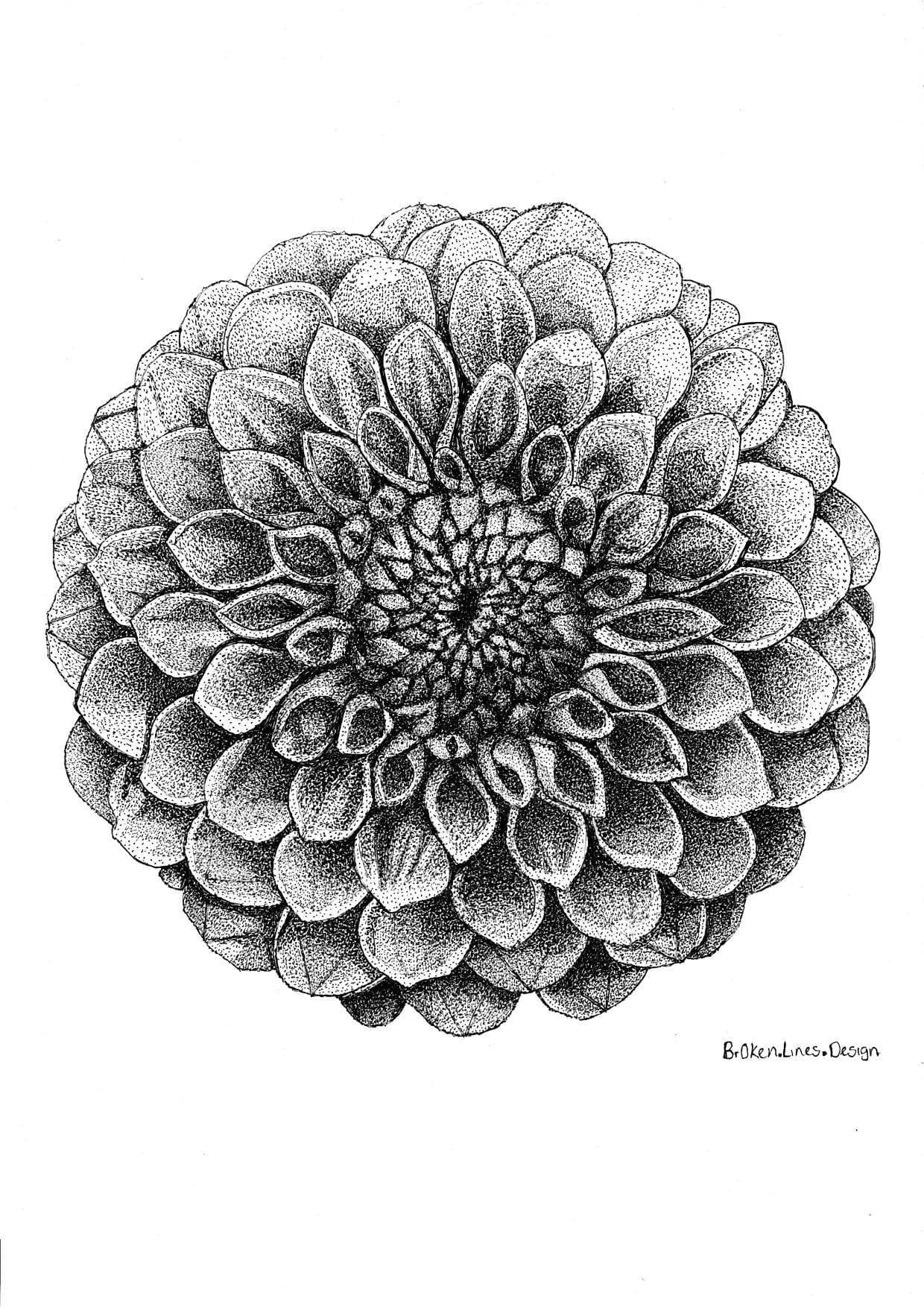 Dahlia Flower Botanical Wall Art.